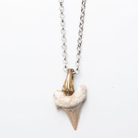 SHARK TOOTH GOLD