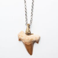 SHARK TOOTH GOLD