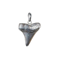 SILVER SHARK TOOTH