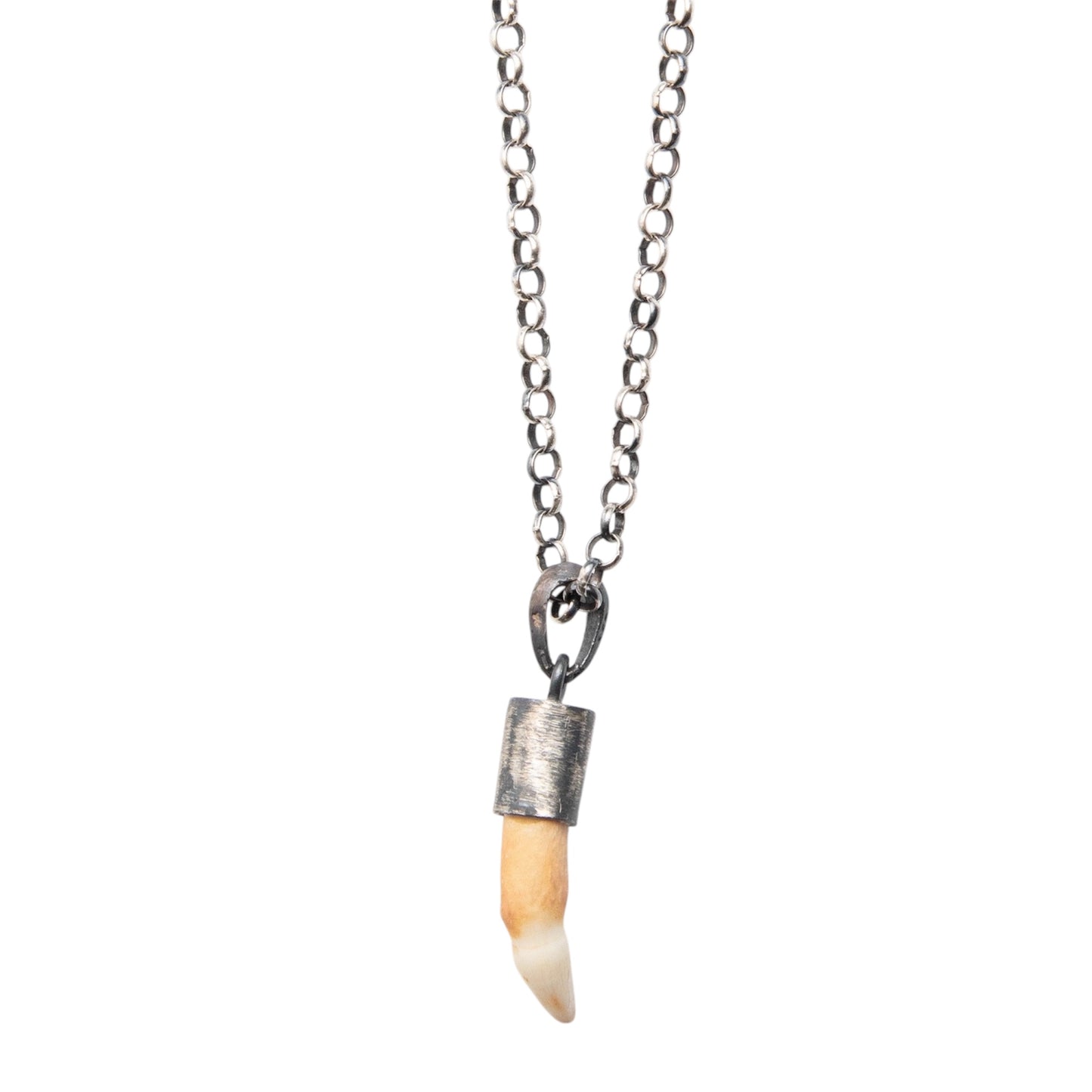 WHITE CROCODILE TOOTH