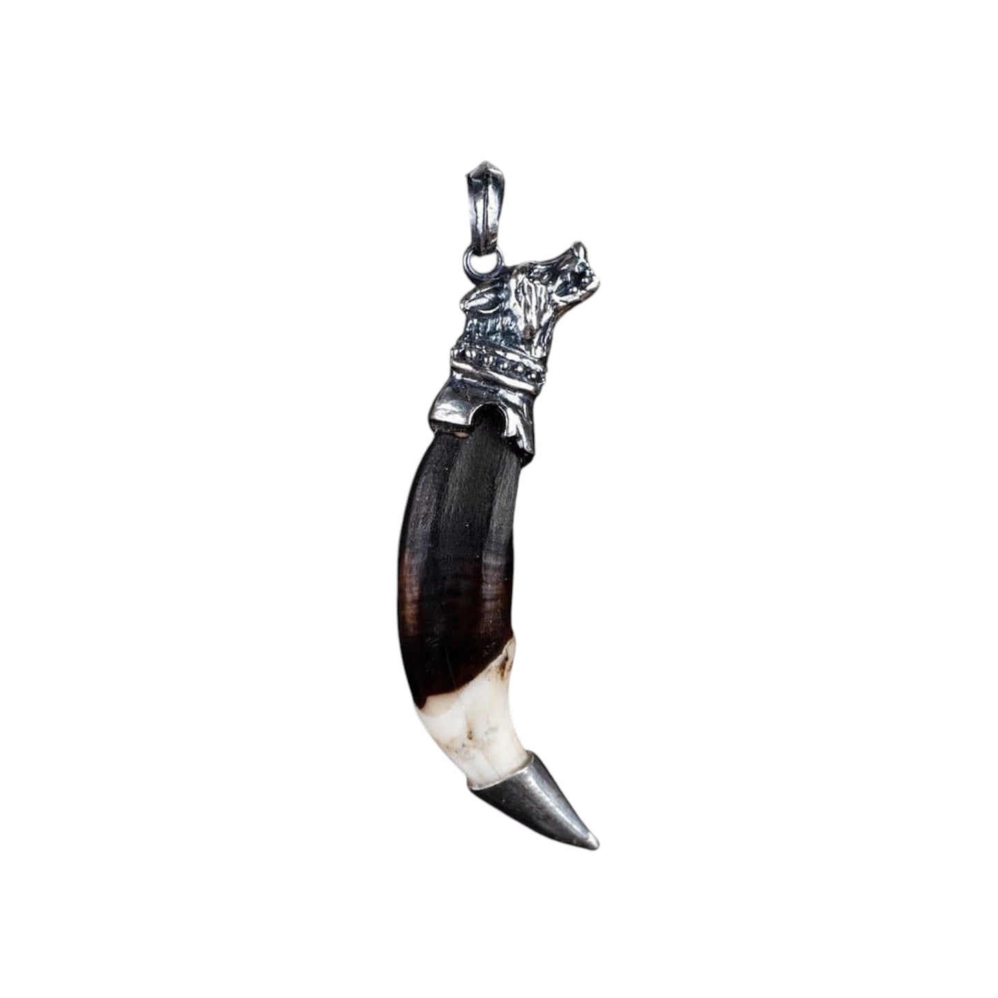 WOLF TUSK (WITH SILVER)