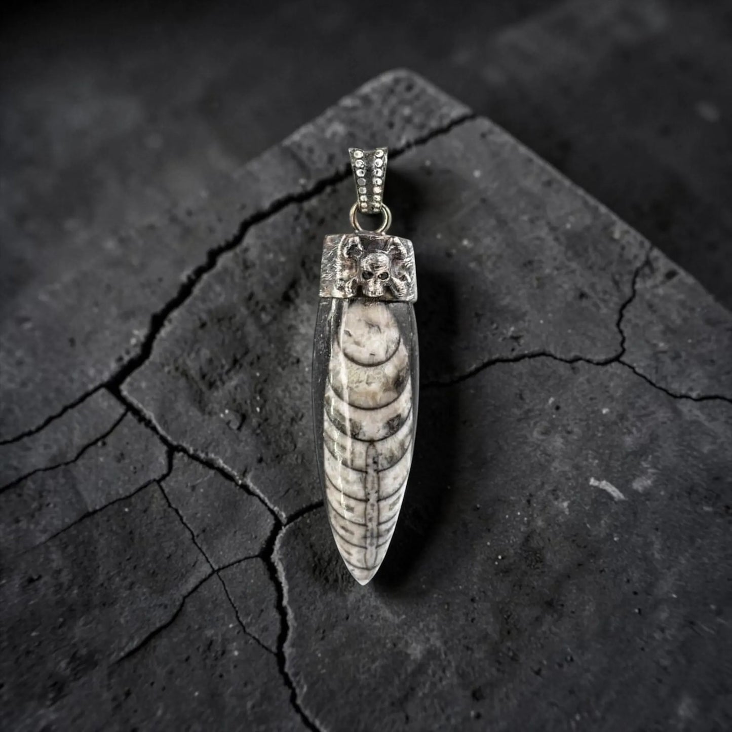 CROSSBONE SKULL HORN ORCELA FOSIL