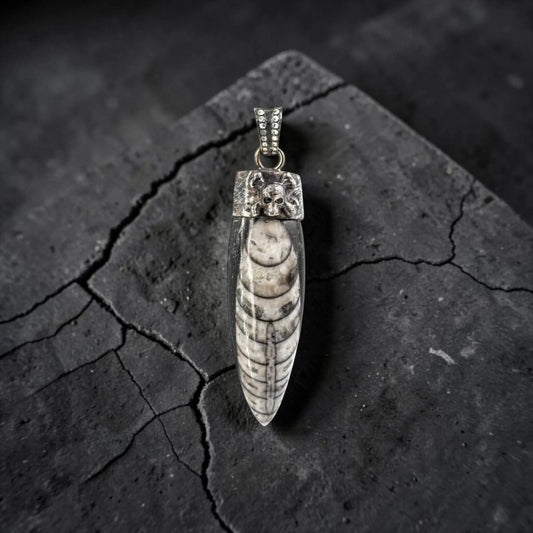 CROSSBONE SKULL HORN ORCELA FOSIL