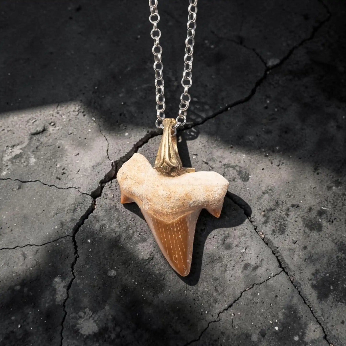 SHARK TOOTH GOLD
