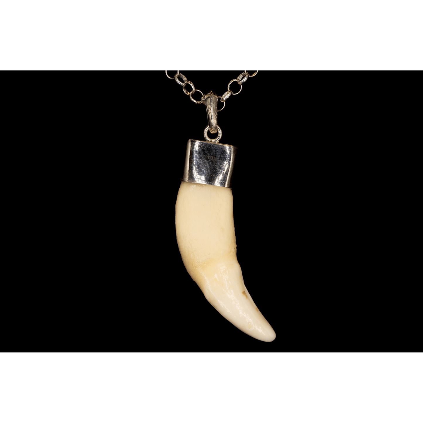 WHITE TUSK