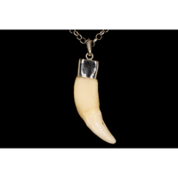 WHITE TUSK