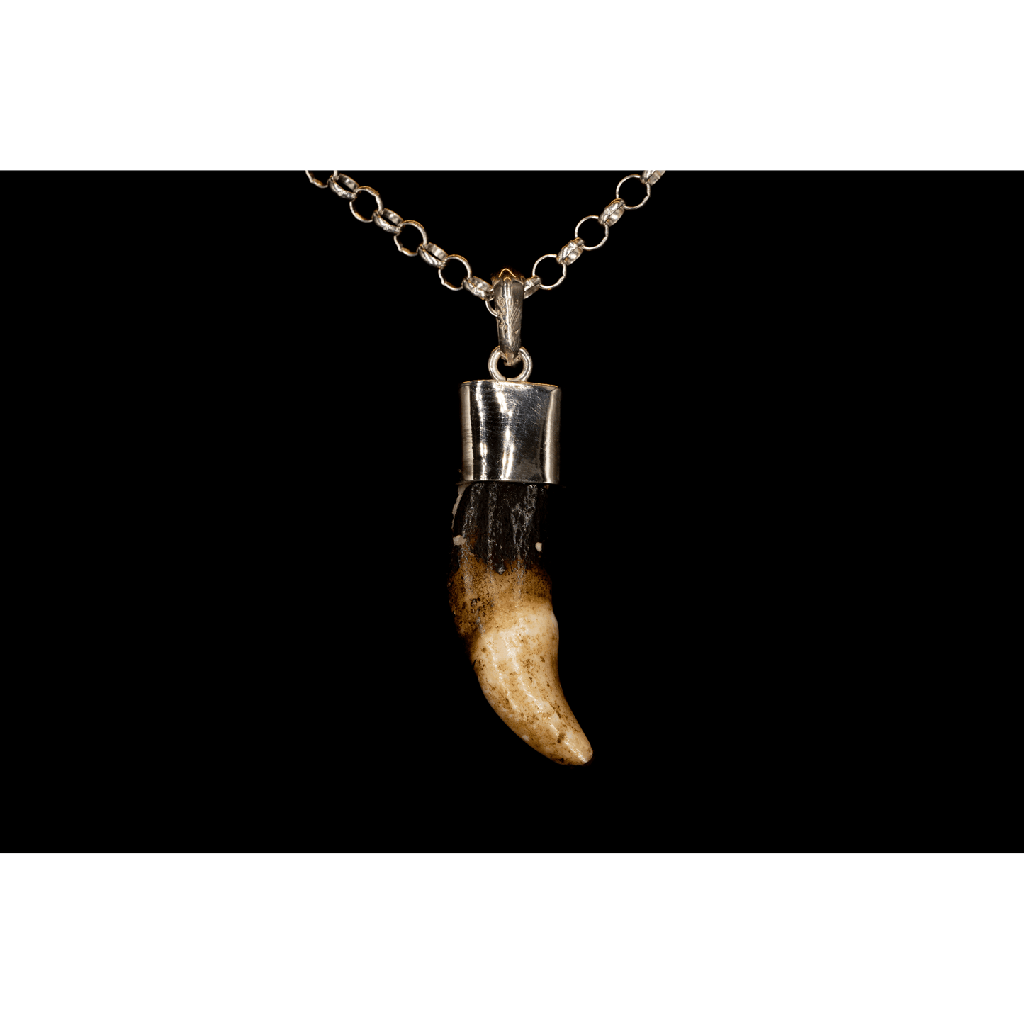 WHITE & BROWN TUSK