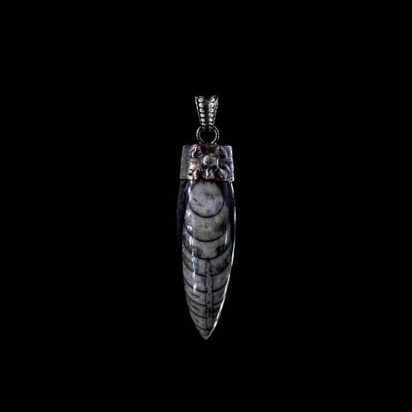 CROSSBONE SKULL HORN ORCELA FOSIL - Rock and Jewel