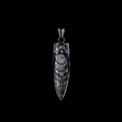 CROSSBONE SKULL HORN ORCELA FOSIL