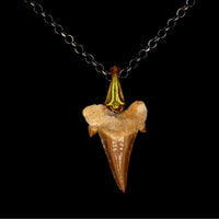 SHARK TOOTH GOLD